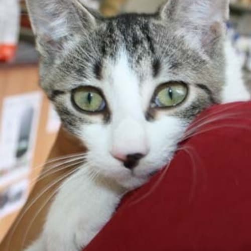 No photo for Sookie La La