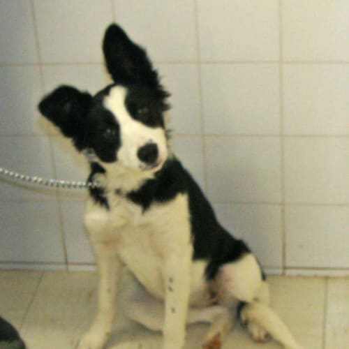Patch