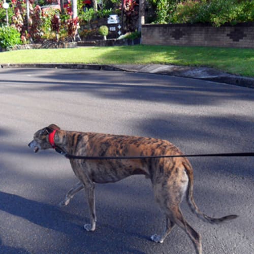 Banjo Is Trialling His New Home