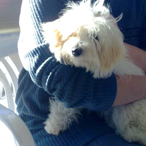 Ava * Adoption Pending*