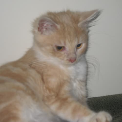 No photo for Sandy (M) & Princess (F)