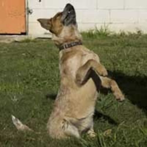 No photo for Molly  **Adopted***