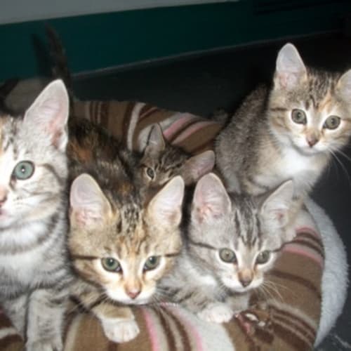 No photo for Kittens