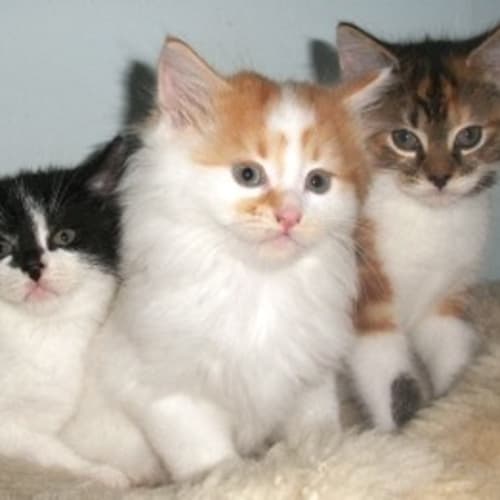 No photo for Kittens