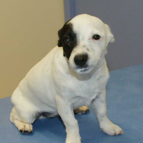 No photo for Ashanti