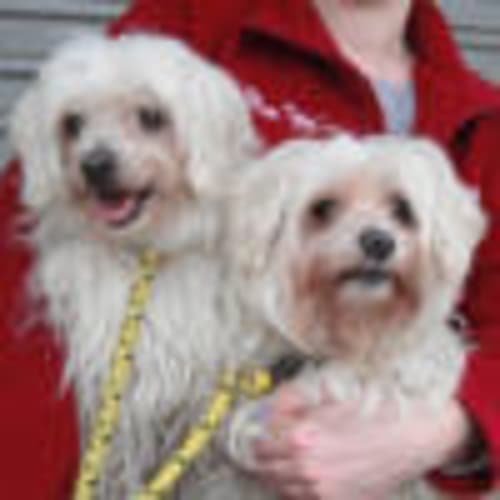 No photo for Mischa 708358