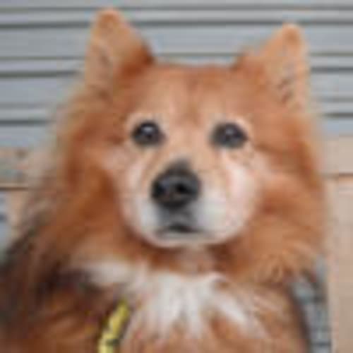 No photo for Lisko 708089