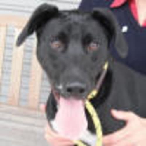 No photo for Buster 708250