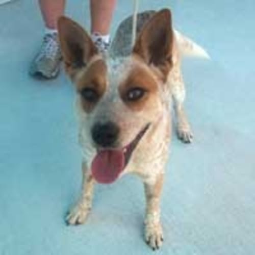 No photo for Charlotte***Adopted On Trial**