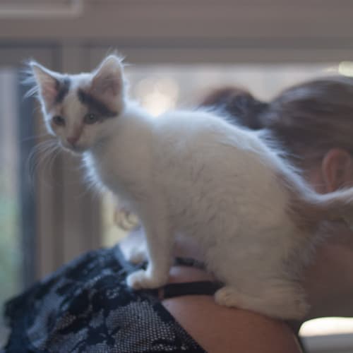 Jorgia 🌹 Just Gorgeous Kitten