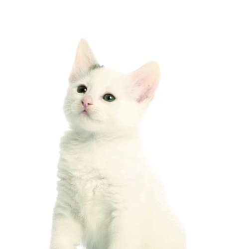 Susan