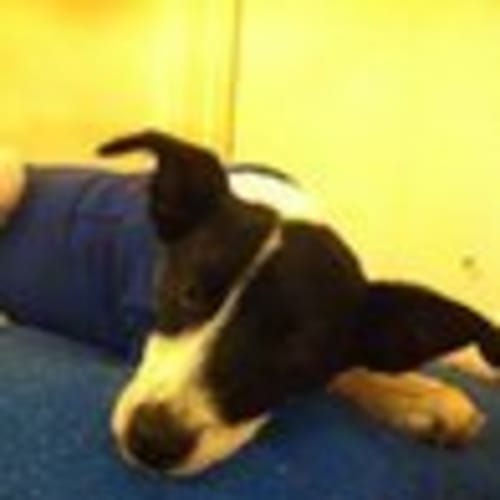 Cardy - Av183 * Adoption Pending*