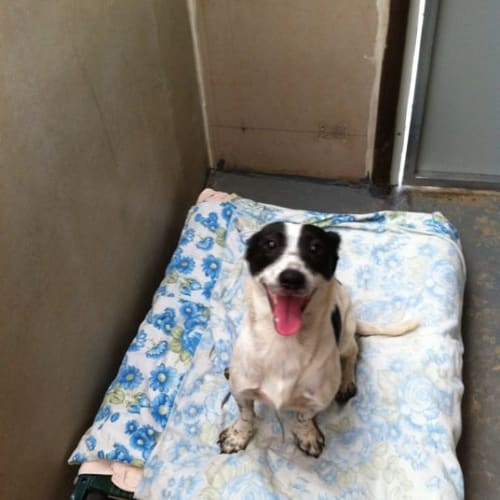 Molly ** Adoption Pending **
