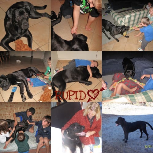 Flynn - *Adoption Pendng*