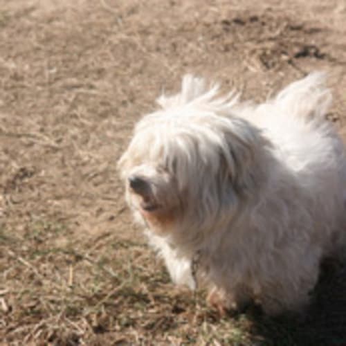 Daisy