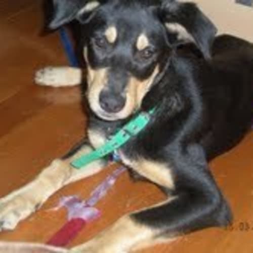 No photo for **Adoption Pending** Sam
