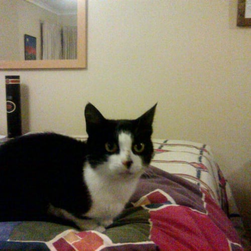 No photo for Ivy Adoption Pending