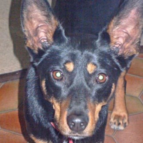 No photo for Pixie (On Trial)