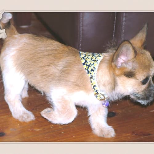 Yoda - Adopted