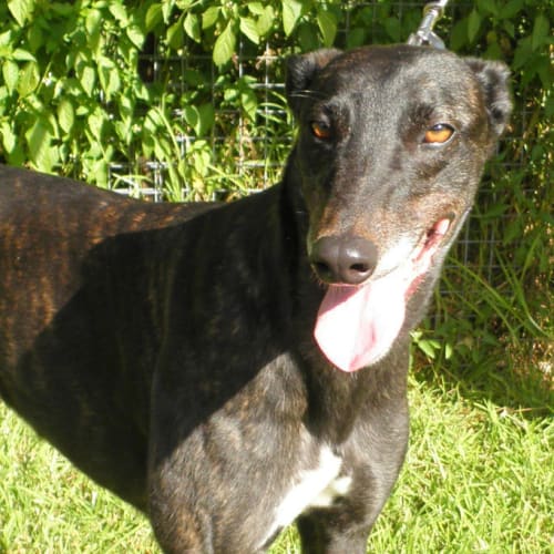 Penny - Trialling My New Home