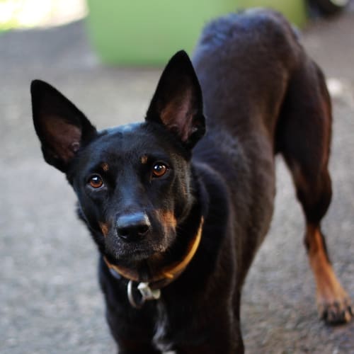 No photo for Charley *On Trial Adoption*