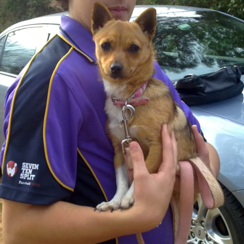 Sugar......*Adoption Pending*