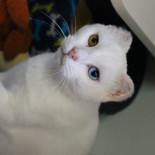 Snowball