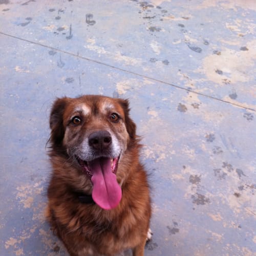 No photo for Goldie   Av189 *Adoption Pending*