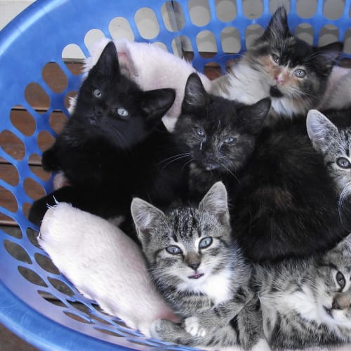 No photo for Kittens