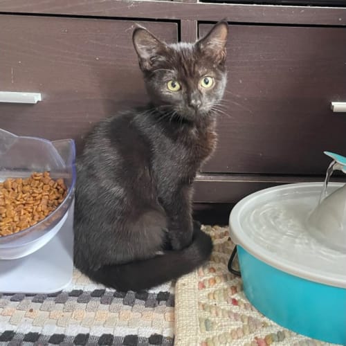 Venetia **2nd Chance Cat Rescue**