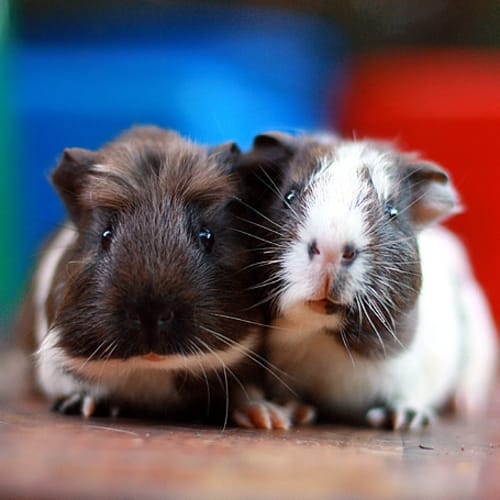 No photo for Wolfie And Biscuit (Brothers)