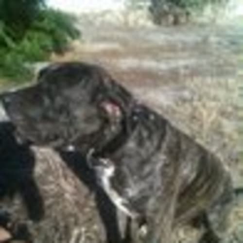 Axel: *Foster/Adopt*