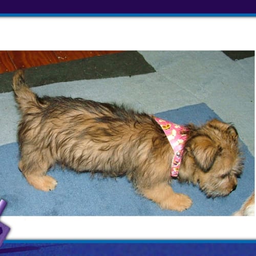 Scout - Adopted