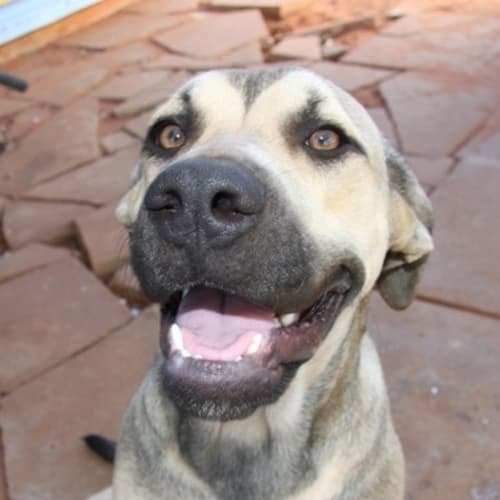 No photo for Bella(hd049)*Adopted*