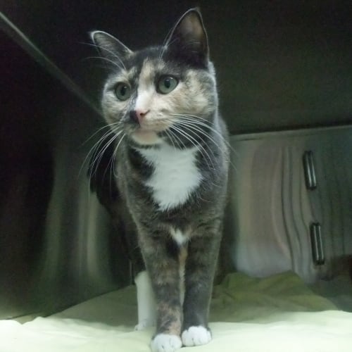 "Pepper" C7749