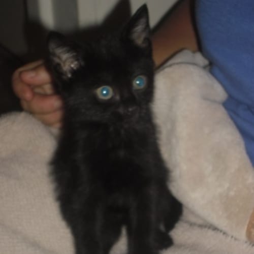 No photo for Thyme (C1624) **Adoption Pending**