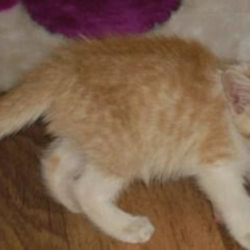 No photo for Benjamin (C1625)*Adopted*