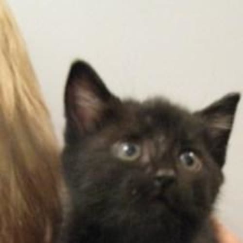 No photo for Fibi (C1632) **Adopted**