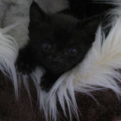 No photo for Zena (C1634) **Adoption Pending