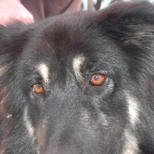 No photo for Lola   On Trial