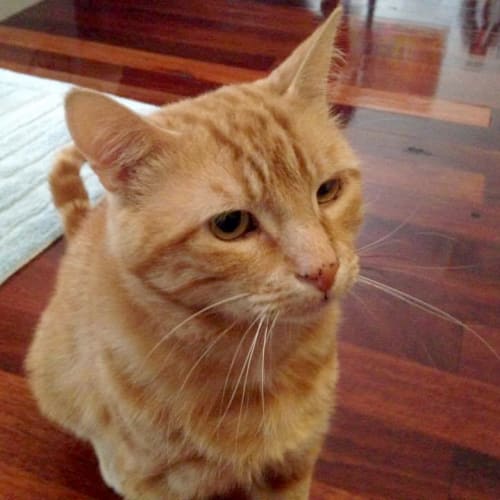 Sunny Puss 🦁 Friendly Ginger Cat