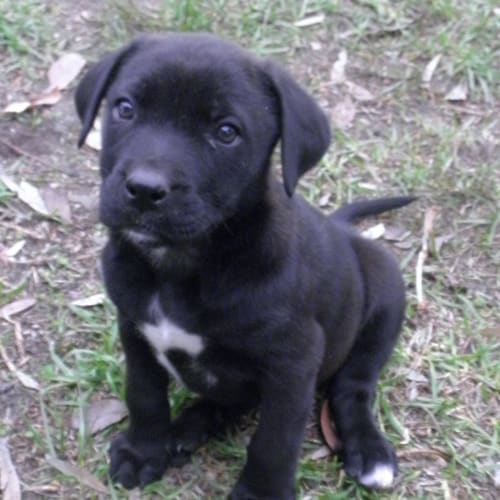 No photo for Border Collie X Puppy 