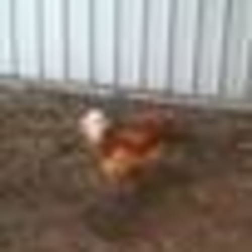 Mr Rooster
