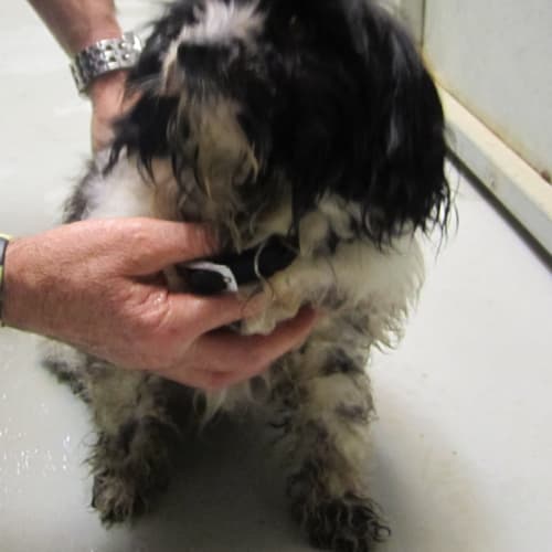 No photo for Ng 1116 Maltese X Shitszu Rehomed