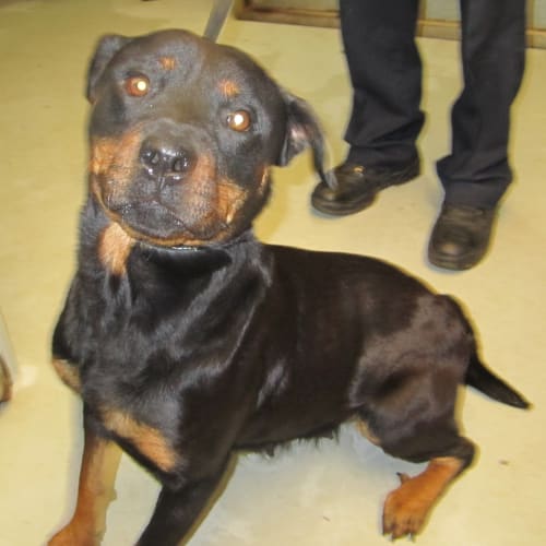 No photo for Ng 1148 Rottweiler Has Found A New Home