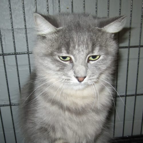 No photo for Ng 1171 Silver Rehomed