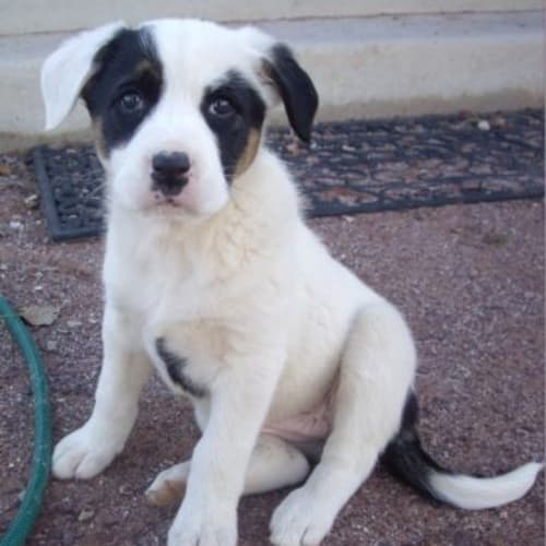 Pokey - Adoption Pending