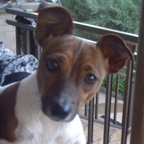 Jack= Adoption Pending