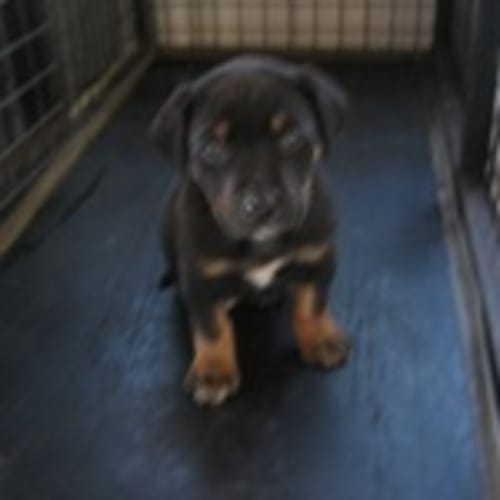 No photo for Rottiwelier