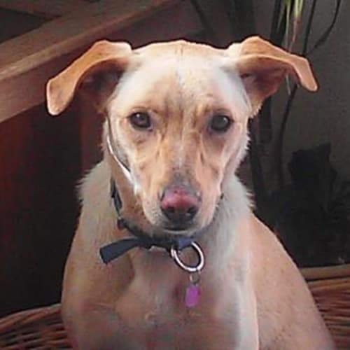 No photo for Koda   On Trial